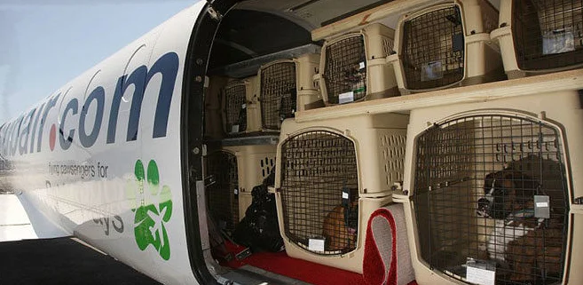 Перевозка собак в грузовом отсеке самолета