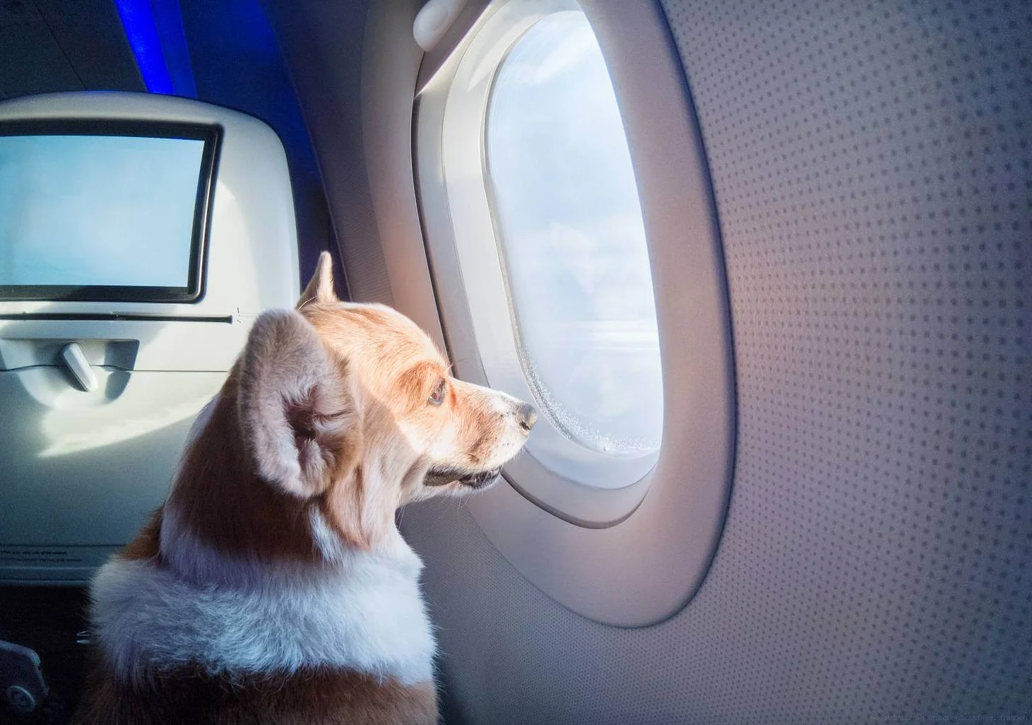 Полное руководство по перевозке животных в самолете