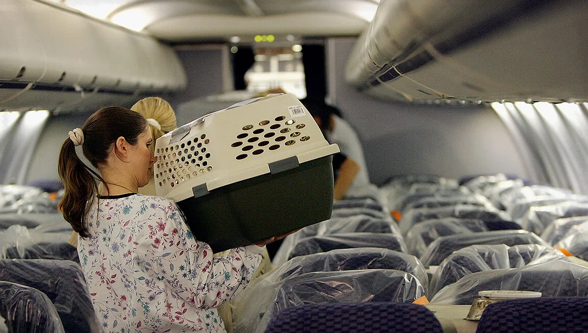 Полное руководство по перевозке животных в самолете